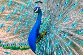 burung-merak 52 senarai